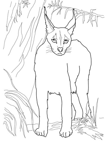 Desert Lynx Caracal Coloring Page